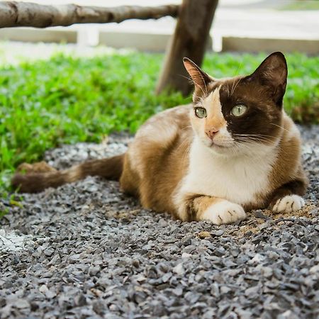 Ban Klong Srabua Hotel Ayutthaya Eksteriør billede